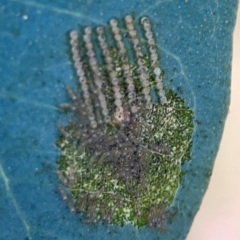 Uraba lugens (Gumleaf Skeletonizer) at Campbell Park Woodland - 28 Mar 2024 by Hejor1