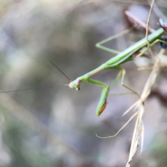 Unidentified Praying mantis (Mantodea) at Pialligo, ACT - 28 Mar 2024 by Hejor1