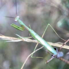 Pseudomantis albofimbriata at Campbell Park Woodland - 28 Mar 2024 03:43 PM