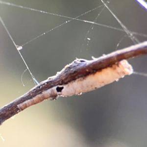 Cercopidae (family) at Campbell Park Woodland - 28 Mar 2024