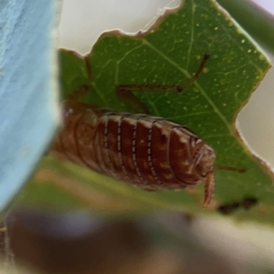 Unidentified Cockroach (Blattodea, several families) at Pialligo, ACT - 28 Mar 2024 by Hejor1