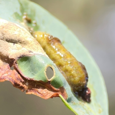 Gonipterini sp. (tribe) (A weevil) at Campbell Park Woodland - 28 Mar 2024 by Hejor1