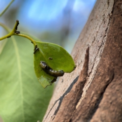 Gonipterini sp. (tribe) at Campbell Park Woodland - 28 Mar 2024