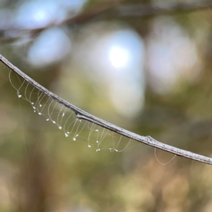 Neuroptera (order) at Campbell Park Woodland - 28 Mar 2024 03:30 PM