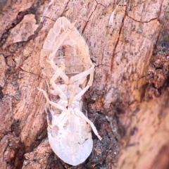 Ledromorpha planirostris (A leafhopper) at Campbell Park Woodland - 28 Mar 2024 by Hejor1