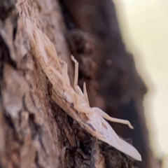 Ledromorpha planirostris at Campbell Park Woodland - 28 Mar 2024