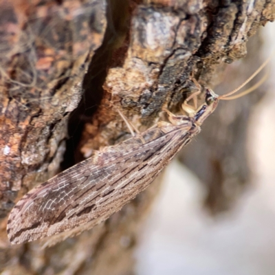 Stenosmylus stenopterus (An Osmylid Lacewing) at Pialligo, ACT - 28 Mar 2024 by Hejor1