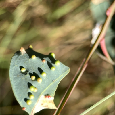 Unverified Eucalyptus Gall at Campbell Park Woodland - 28 Mar 2024 by Hejor1