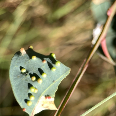 Unidentified Eucalyptus Gall at Campbell Park Woodland - 28 Mar 2024 by Hejor1