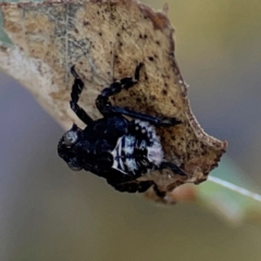 Fulgoroidea sp. (superfamily) (Unidentified fulgoroid planthopper) at Pialligo, ACT - 28 Mar 2024 by Hejor1