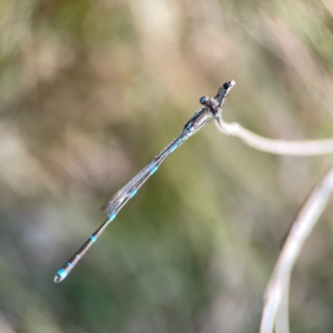 Austrolestes leda at Campbell Park Woodland - 28 Mar 2024