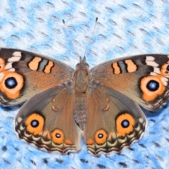 Junonia villida (Meadow Argus) at Jerrabomberra, NSW - 28 Mar 2024 by DianneClarke