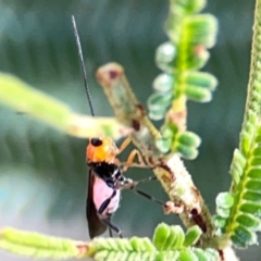 Braconidae (family) (Unidentified braconid wasp) at Pialligo, ACT - 28 Mar 2024 by Hejor1