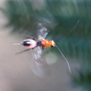 Braconidae (family) at Campbell Park Woodland - 28 Mar 2024