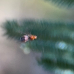 Braconidae (family) at Campbell Park Woodland - 28 Mar 2024 03:18 PM