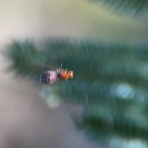 Braconidae (family) at Campbell Park Woodland - 28 Mar 2024