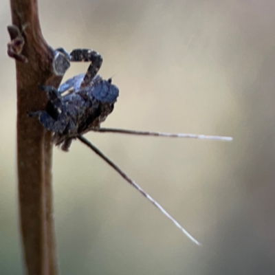 Fulgoroidea sp. (superfamily) (Unidentified fulgoroid planthopper) at Campbell Park Woodland - 28 Mar 2024 by Hejor1