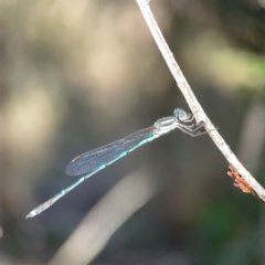 Austrolestes leda (Wandering Ringtail) at Campbell Park Woodland - 28 Mar 2024 by Hejor1