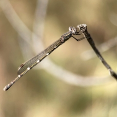 Austrolestes leda (Wandering Ringtail) at Campbell Park Woodland - 28 Mar 2024 by Hejor1