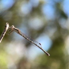 Austrolestes leda at Campbell Park Woodland - 28 Mar 2024