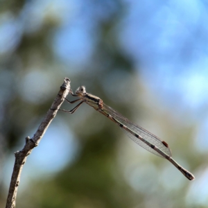 Austrolestes leda at Campbell Park Woodland - 28 Mar 2024 03:05 PM