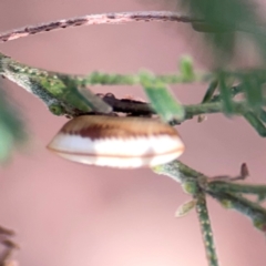 Blattidae sp. (family) at Campbell Park Woodland - 28 Mar 2024 02:55 PM