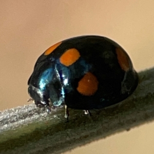 Orcus australasiae at Campbell Park Woodland - 28 Mar 2024