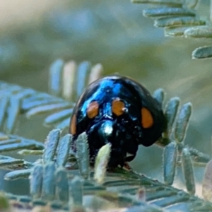 Orcus australasiae at Campbell Park Woodland - 28 Mar 2024