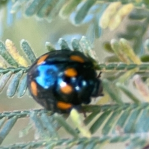 Orcus australasiae at Campbell Park Woodland - 28 Mar 2024