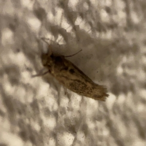 Achyra (genus) at City Renewal Authority Area - 26 Mar 2024 08:07 PM