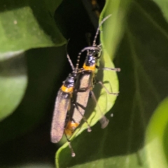Chauliognathus lugubris (Plague Soldier Beetle) at Braddon, ACT - 26 Mar 2024 by Hejor1