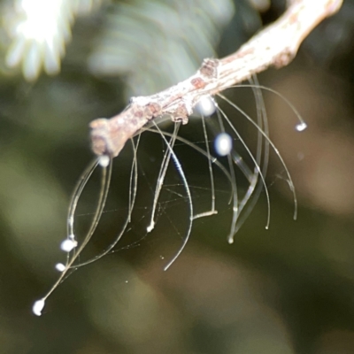 Neuroptera (order) (Unidentified lacewing) at Forrest, ACT - 26 Mar 2024 by Hejor1