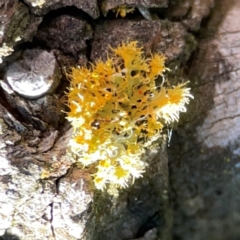 Unidentified Lichen at Forrest, ACT - 26 Mar 2024 by Hejor1