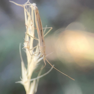 Mutusca brevicornis (A broad-headed bug) at Forrest, ACT - 26 Mar 2024 by Hejor1