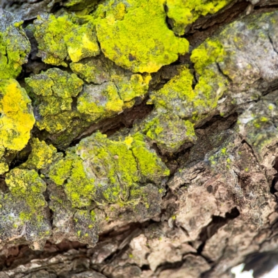 Chrysothrix sp. (genus) (A gold dust lichen) at Forrest, ACT - 26 Mar 2024 by Hejor1