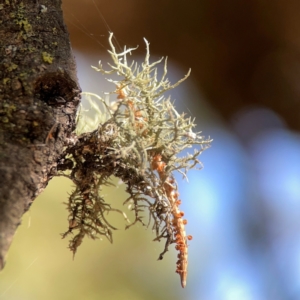 Usnea sp. (genus) at Forrest, ACT - 26 Mar 2024 03:39 PM