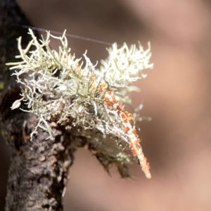 Usnea sp. (genus) at Forrest, ACT - 26 Mar 2024 03:39 PM