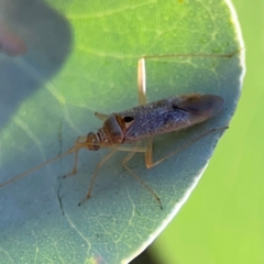 Miridae (family) (Unidentified plant bug) at Forrest, ACT - 26 Mar 2024 by Hejor1