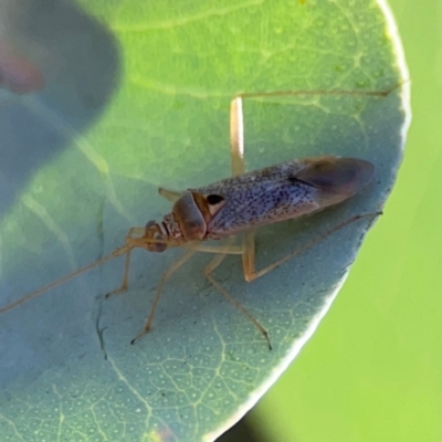 Miridae (family) (Unidentified plant bug) at Forrest, ACT - 26 Mar 2024 by Hejor1