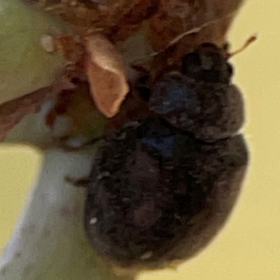 Coleoptera (order) at Forrest, ACT - 26 Mar 2024 by Hejor1