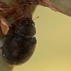 Coccinellidae (family) at Forrest, ACT - 26 Mar 2024 03:33 PM