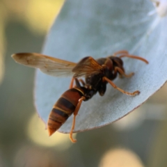 Polistes (Polistella) humilis (Common Paper Wasp) at Forrest, ACT - 26 Mar 2024 by Hejor1