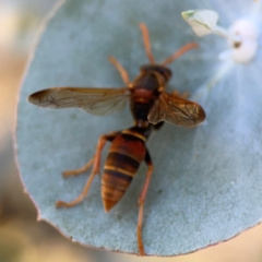 Polistes (Polistella) humilis at Forrest, ACT - 26 Mar 2024 03:28 PM