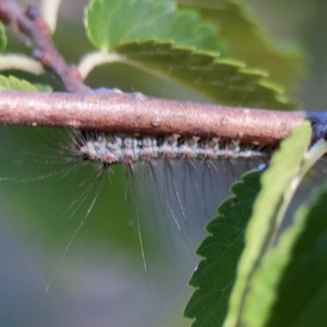 Anestia (genus) at Forrest, ACT - 26 Mar 2024