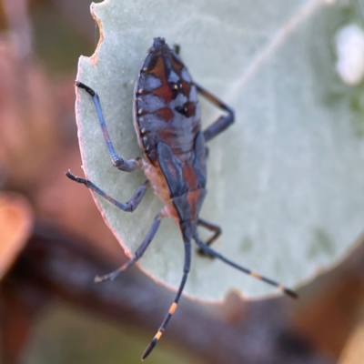 Amorbus (genus) (Eucalyptus Tip bug) at Forrest, ACT - 26 Mar 2024 by Hejor1