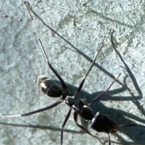 Iridomyrmex sp. (genus) at Forrest, ACT - 26 Mar 2024 03:15 PM