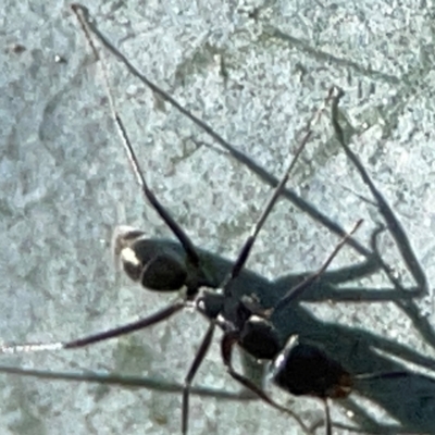 Iridomyrmex sp. (genus) (Ant) at Forrest, ACT - 26 Mar 2024 by Hejor1
