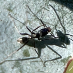 Iridomyrmex sp. (genus) at Forrest, ACT - 26 Mar 2024 03:15 PM