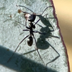 Iridomyrmex sp. (genus) at Forrest, ACT - 26 Mar 2024 03:15 PM