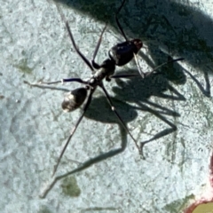 Iridomyrmex sp. (genus) at Forrest, ACT - 26 Mar 2024